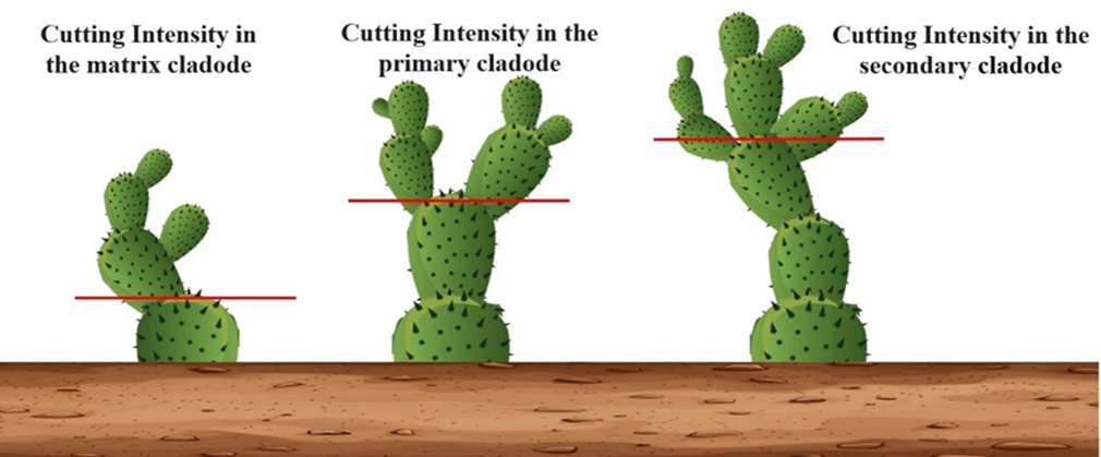 Figure 2. Cutting intensity of cactus pear variety Doce according to treatment, preserving the Matrix, Primary and Secondary cladodes.