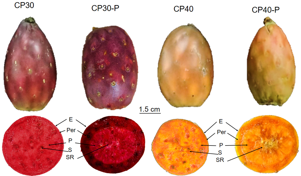 Figure 1. Appearance and cross-section of the prickly pear varieties (O. ficus-indica L. Mill). CP30: Pollinated fruit, CP30-P: Parthenocarpic fruit, CP40: Pollinated fruit, CP40-P: Parthenocarpic fruit. E: Epidermis; Per: pericarpel (peel); P: pulp; S: seed; SR: Seminal residue.